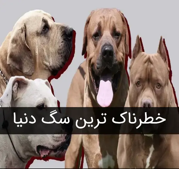 عکس لاغر ترین سگ دنیا