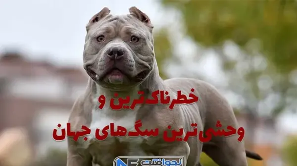 عکس لاغر ترین سگ دنیا