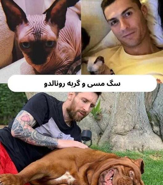 عکس از سگ مسی