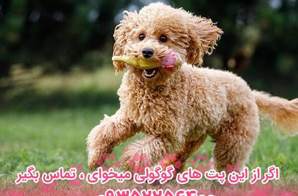 عکس سگ مینیاتوری پودل