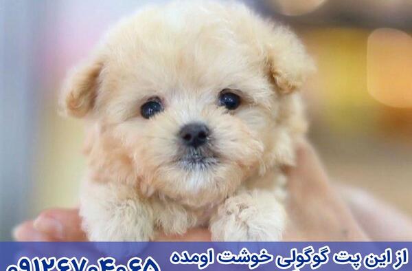 عکس سگ مینیاتوری با قیمت