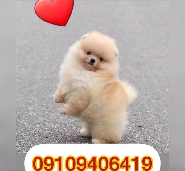 عکس سگ مینیاتوری با قیمت