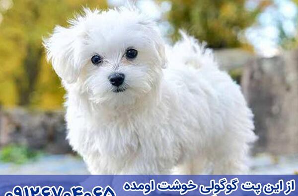 عکس سگ مالتیز تریر