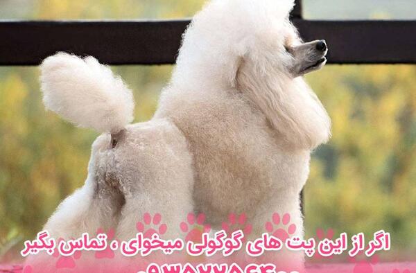 عکس سگ مالتیز پودل