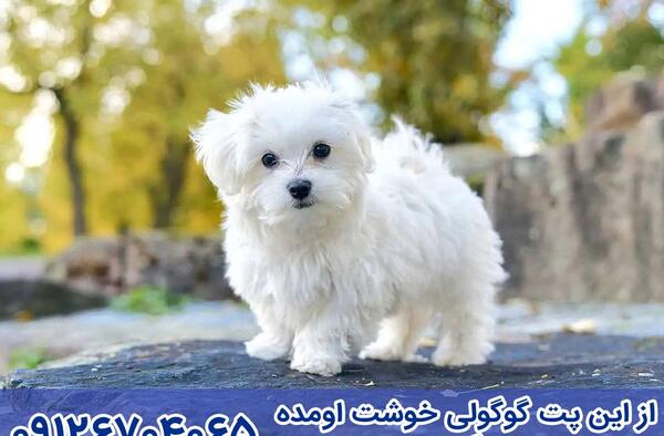 عکس سگ مالتیز پودل