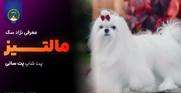 عکس سگ مالتیز پودل