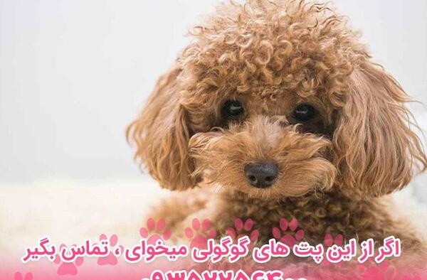 عکس سگ مالتیز پودل
