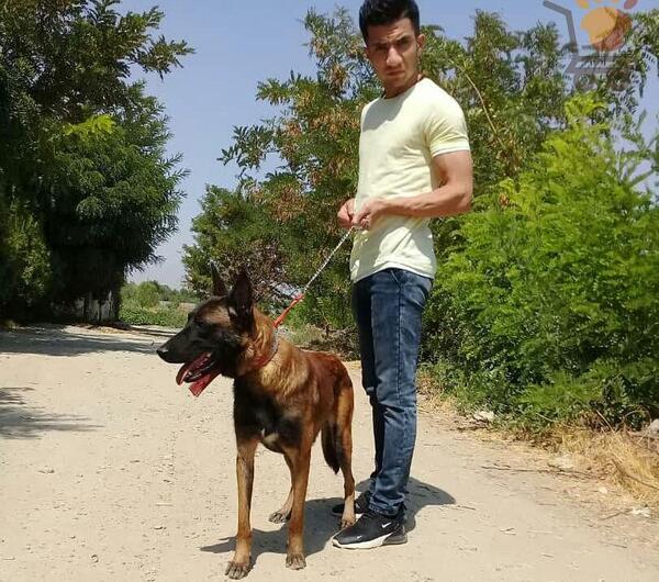 عکس سگ مالینویز مشکی
