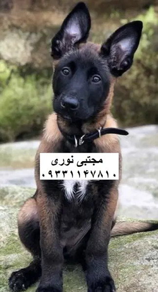 عکس سگ مالینویز تایگر