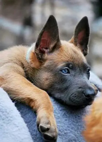 عکس سگ مالینویز تایگر