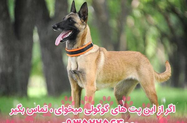 عکس سگ مالینویز بلژیکی