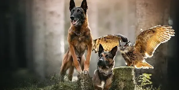 عکس سگ مالینویز بلژیکی