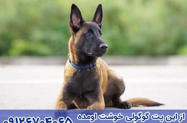عکس سگ مالینویز بلژیکی