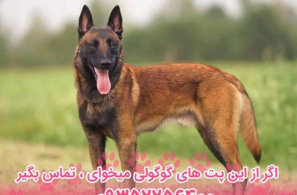 عکس سگ مالینویز اصیل مشکی
