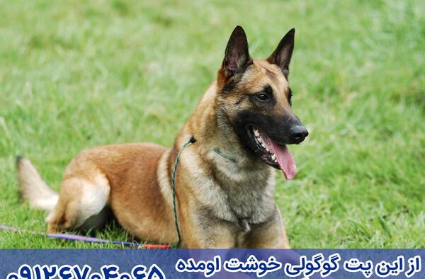 عکس سگ مالینویز سفید