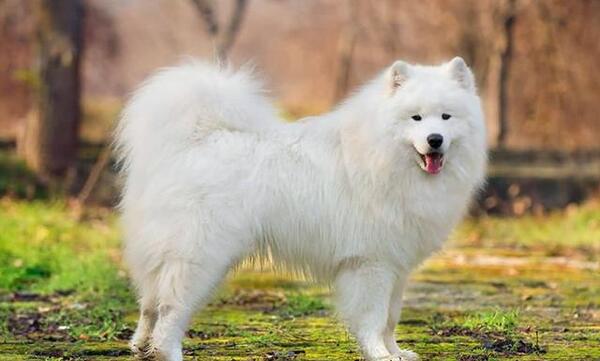 عکس سگ مالینویز سفید