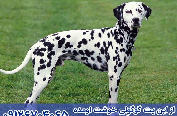 عکس سگ مالینویز سفید