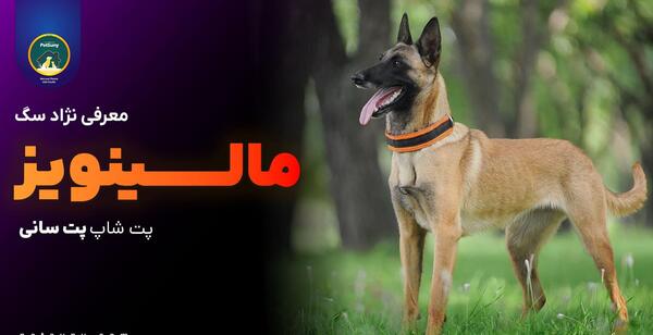 عکس سگ مالینویز سفید