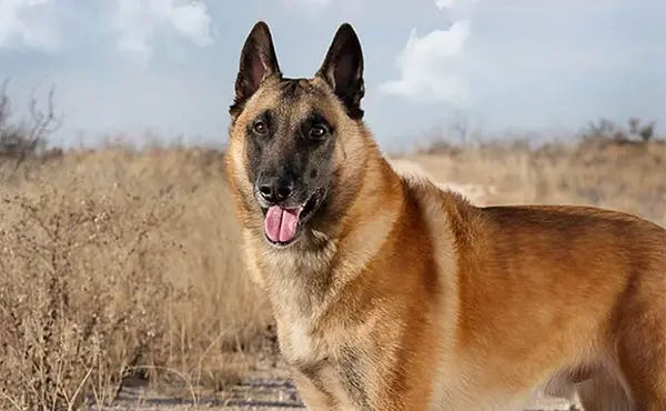 عکس سگ مالینویز سفید