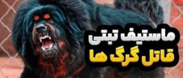 عکس بزرگترین سگ ماستیف تبتی