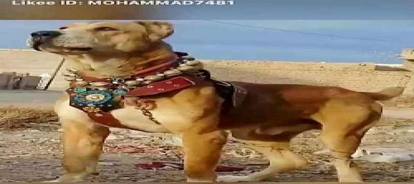 دانلود عکس سگ ماستیف تبتی