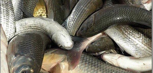 عکس سگ ماهی دریای خزر