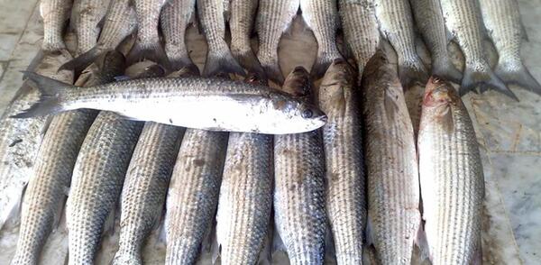 عکس سگ ماهی دریای خزر