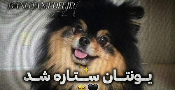 عکس سگ مرده ی تهیونگ