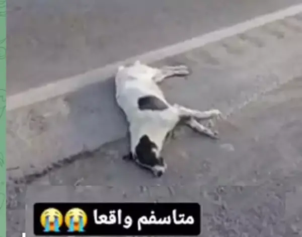 دانلود عکس سگ مرده