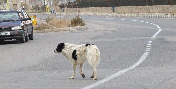 عکس سگ محلی مازندران