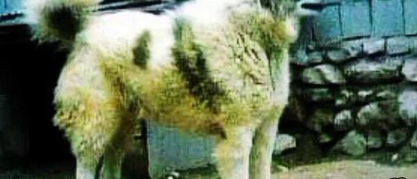 عکس سگ محلی مازندران