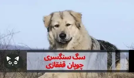 عکس سگ محلی مازندران