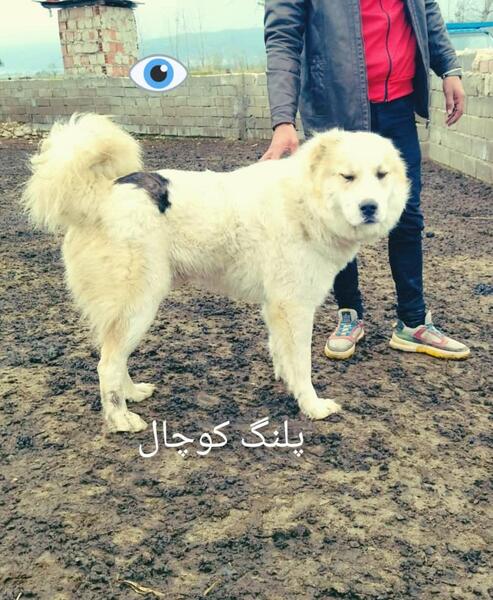 عکس سگ محلی مازندران