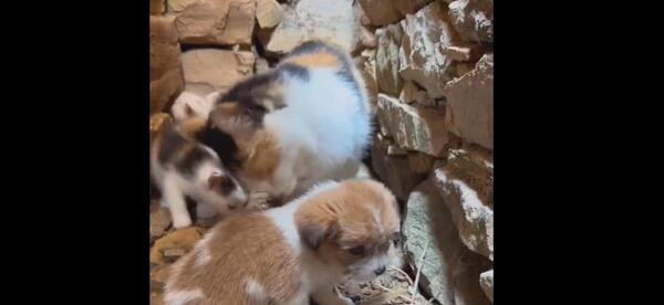 عکس توله سگ محلی