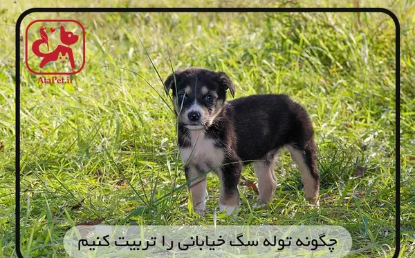 عکس توله سگ محلی