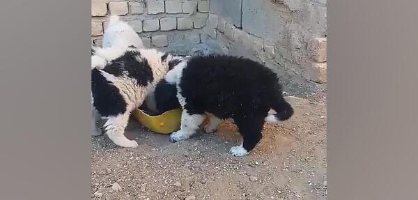 عکس توله سگ محلی