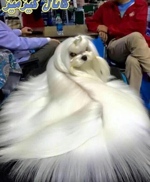 عکس سگ نازی