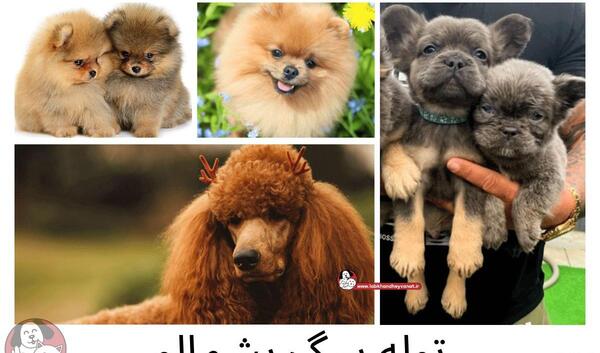 عکس سگ ناز و پشمالو