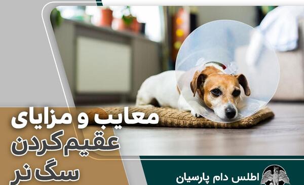 عکس سگ نر عقیم شده