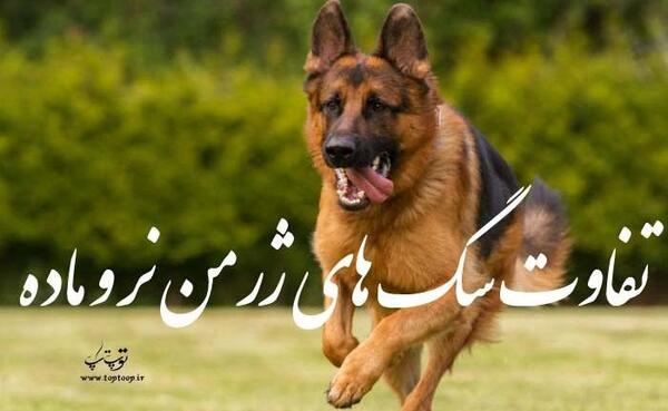 عکس سگ نر ژرمن