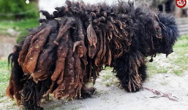 عکس سگ نرگس