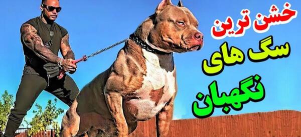 عکس وحشی ترین سگ نگهبان