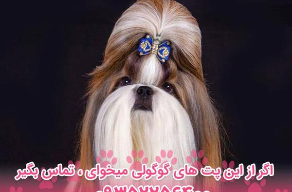 عکس سگ نژاد شیتزو فلت