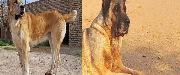 عکس سگ بزرگ وحشتناک