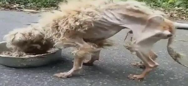 عکس سگ ولگرد زیبا