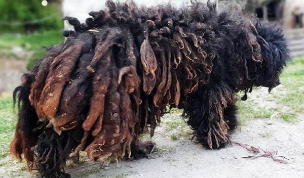 عکس سگ ولگرد زیبا
