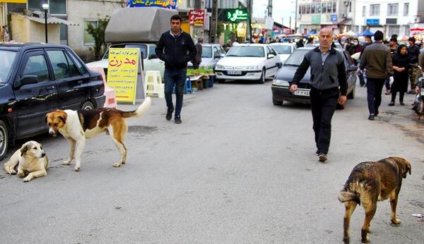 عکس سگ ولگرد خارجی