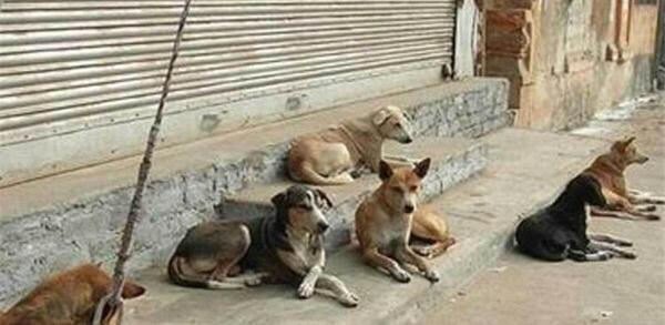عکس سگ ولگرد خارجی