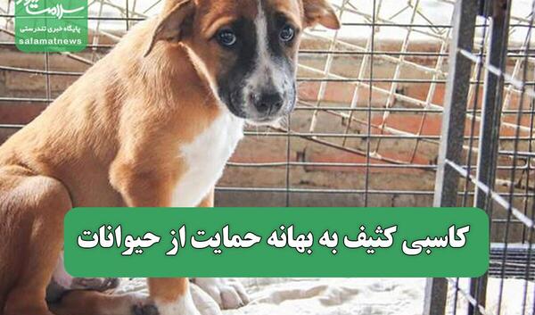 عکس سگ ولگرد کثیف