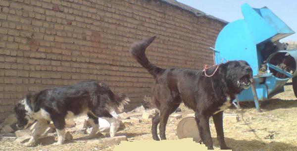 عکس سگ هاری